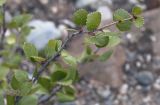 Betula rotundifolia