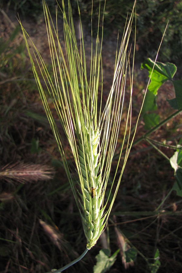 Image of Hordeum vulgare specimen.