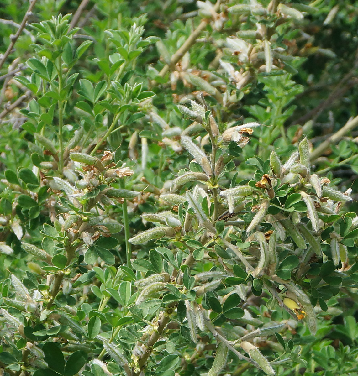 Изображение особи Chamaecytisus ruthenicus.