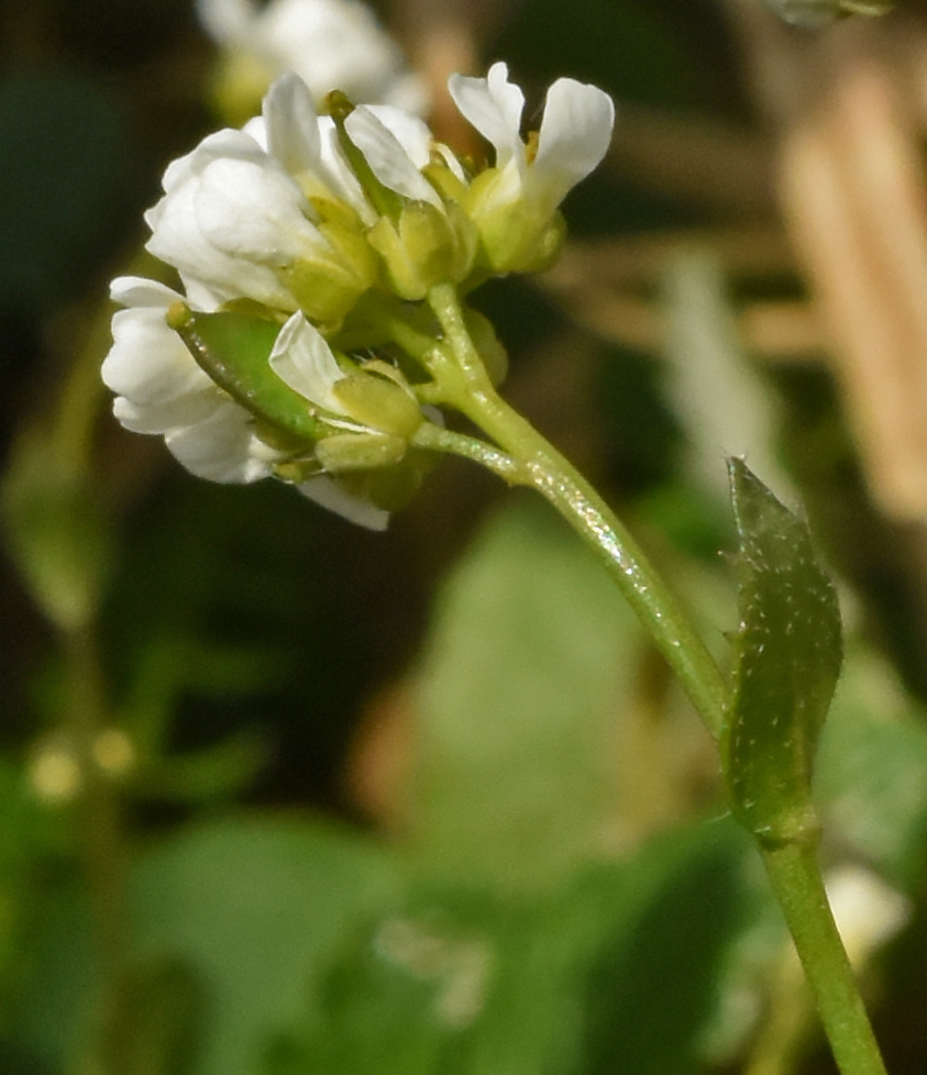 Изображение особи Draba subamplexicaulis.