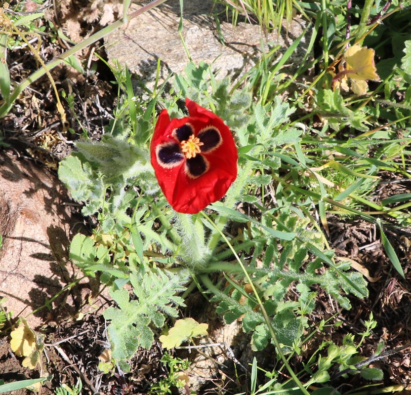 Image of Glaucium corniculatum specimen.