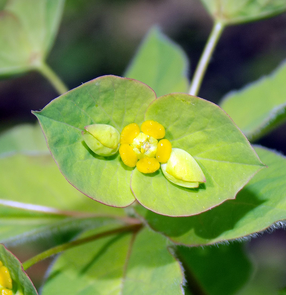 Image of Euphorbia squamosa specimen.