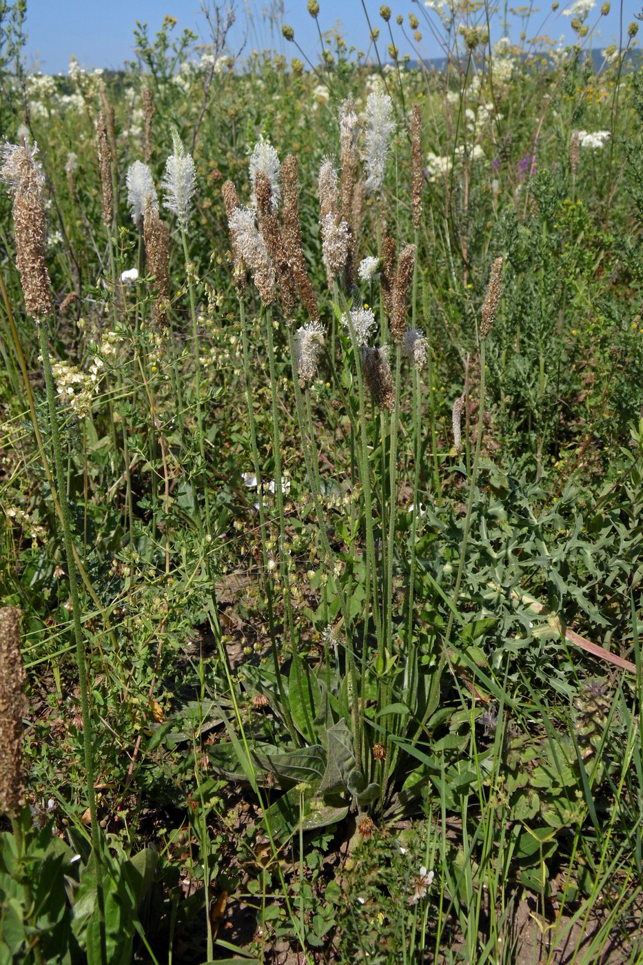 Image of Plantago media specimen.