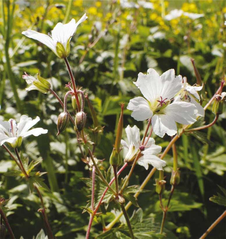 Изображение особи Geranium albiflorum.