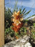 Orobanche centaurina. Цветущее растение (паразитирует на Ptilostemon echinocephalus). ЮВ Крым, горный массив Эчки-Даг, гора Делямет-Кая, каменистая вершина. 24 июня 2019 г.