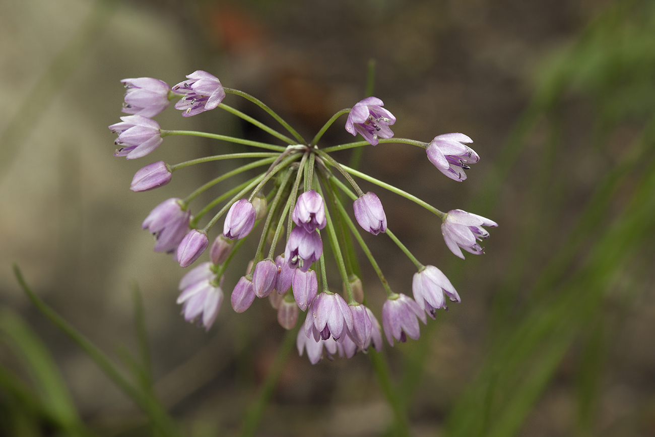 Изображение особи Allium rubens.