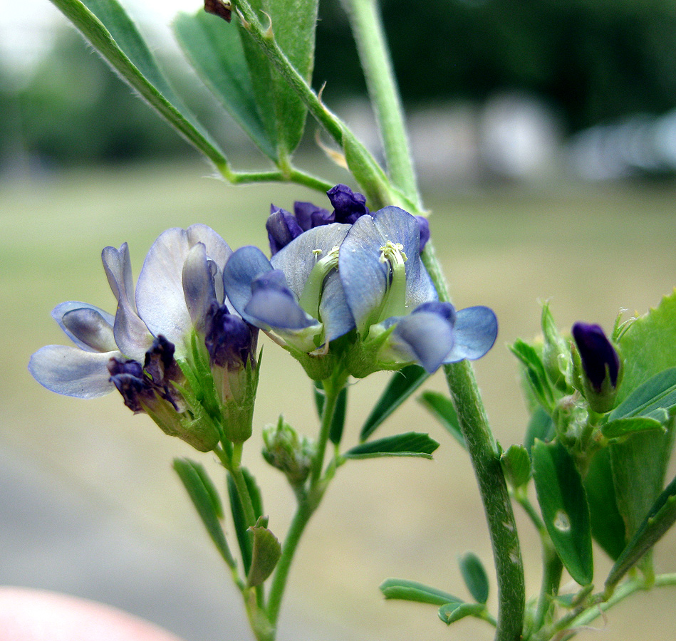 Image of Medicago &times; varia specimen.