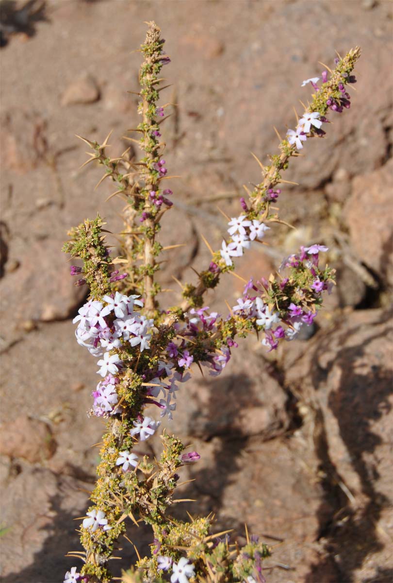 Image of Junellia seriphioides specimen.