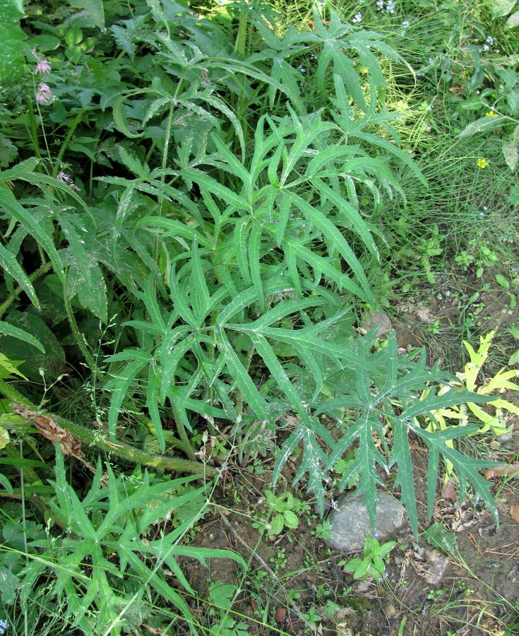 Image of Heracleum sibiricum specimen.