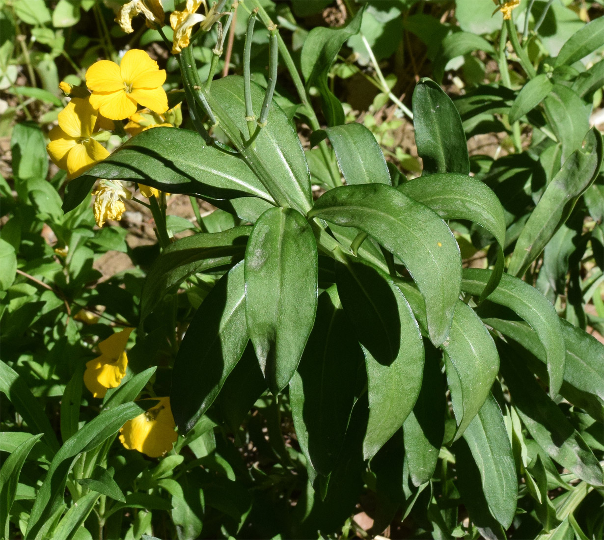 Image of Cheiranthus cheiri specimen.