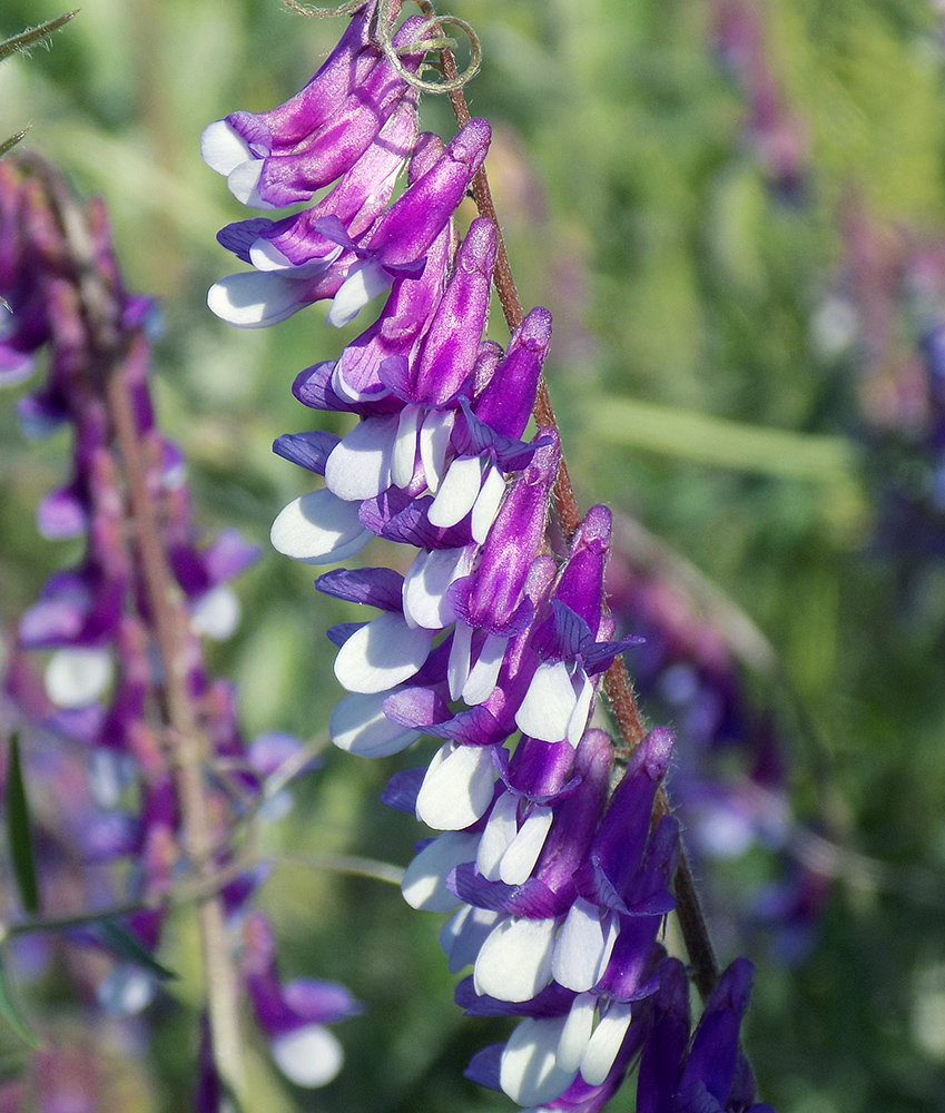 Image of Vicia villosa specimen.