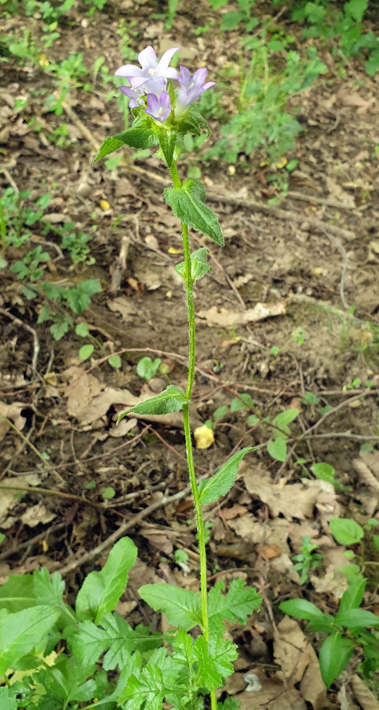 Image of Campanula maleevii specimen.