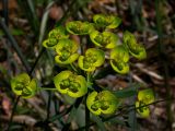 Euphorbia virgata. Верхушечное соцветие. Киев, Святошинский лес.