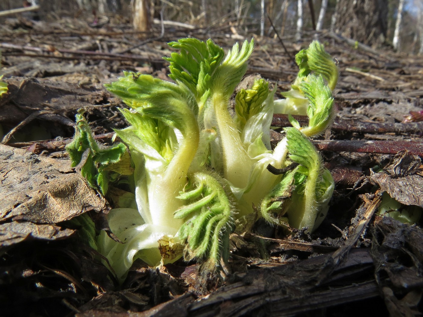 Image of Agrimonia pilosa specimen.