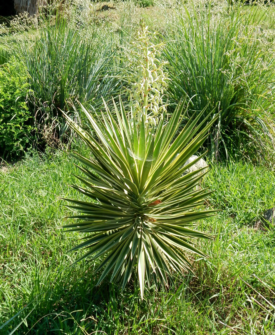 Image of Yucca aloifolia specimen.