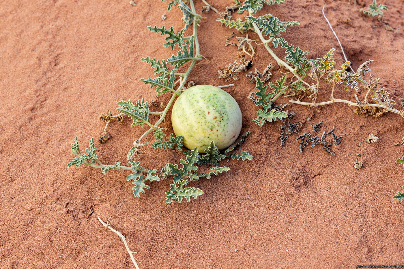 Изображение особи Citrullus colocynthis.