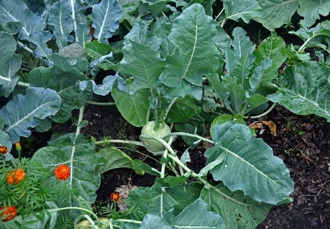 Image of Brassica oleracea var. gongylodes specimen.