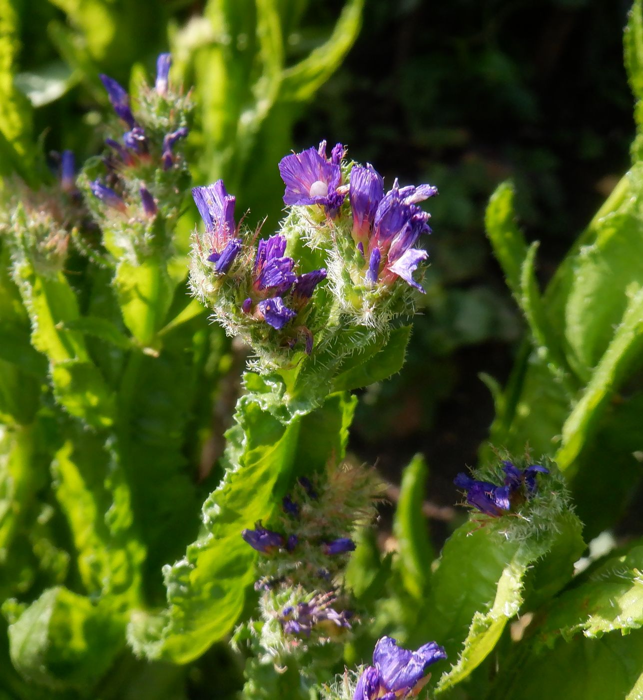 Изображение особи Limonium sinuatum.