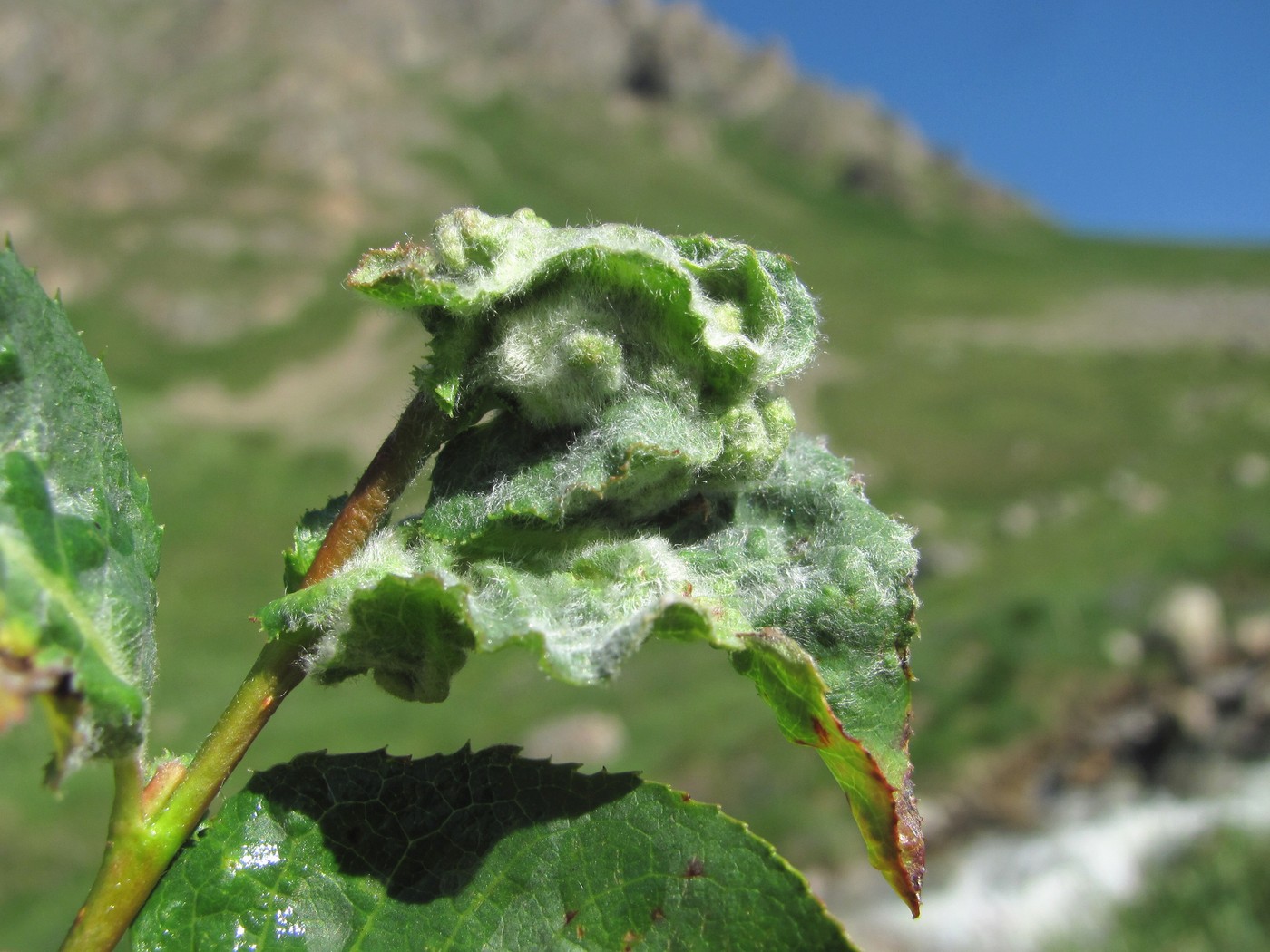 Image of Salix caucasica specimen.