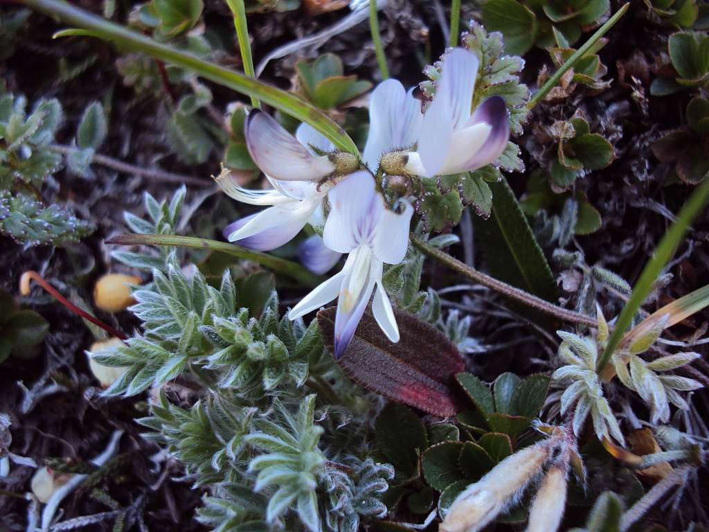 Изображение особи Astragalus alpinus.