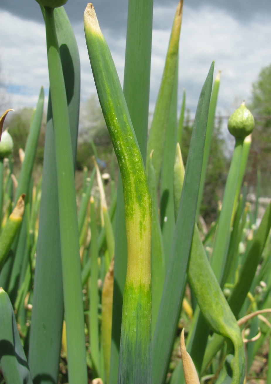 Изображение особи Allium fistulosum.