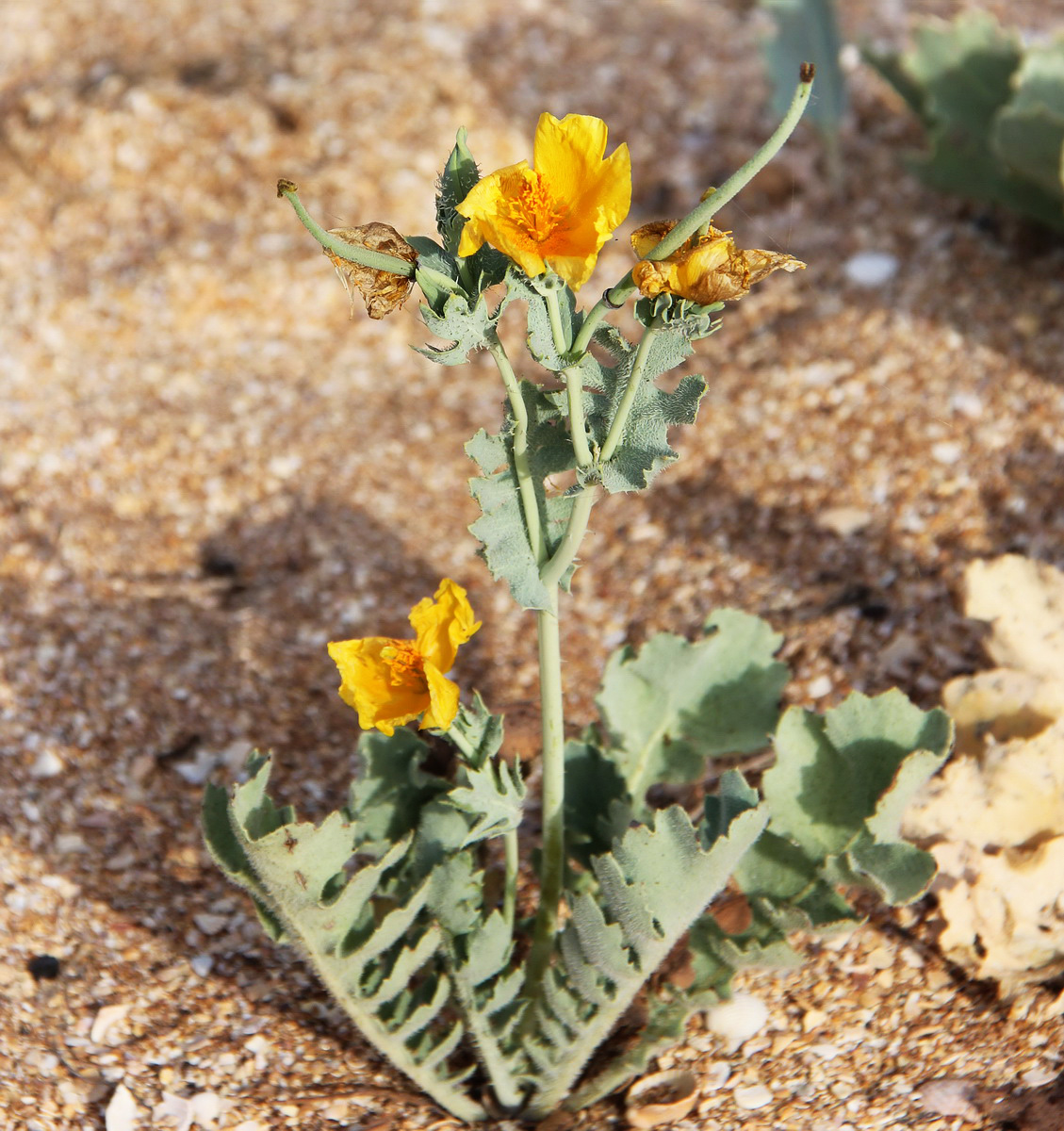 Изображение особи Glaucium flavum.