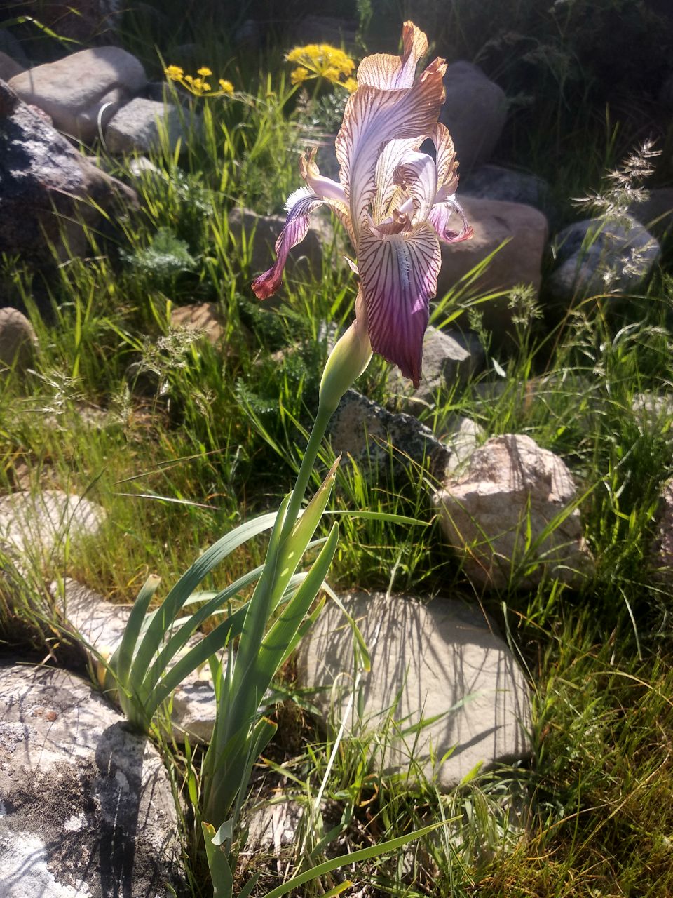 Image of Iris stolonifera specimen.