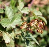 genus Rubus