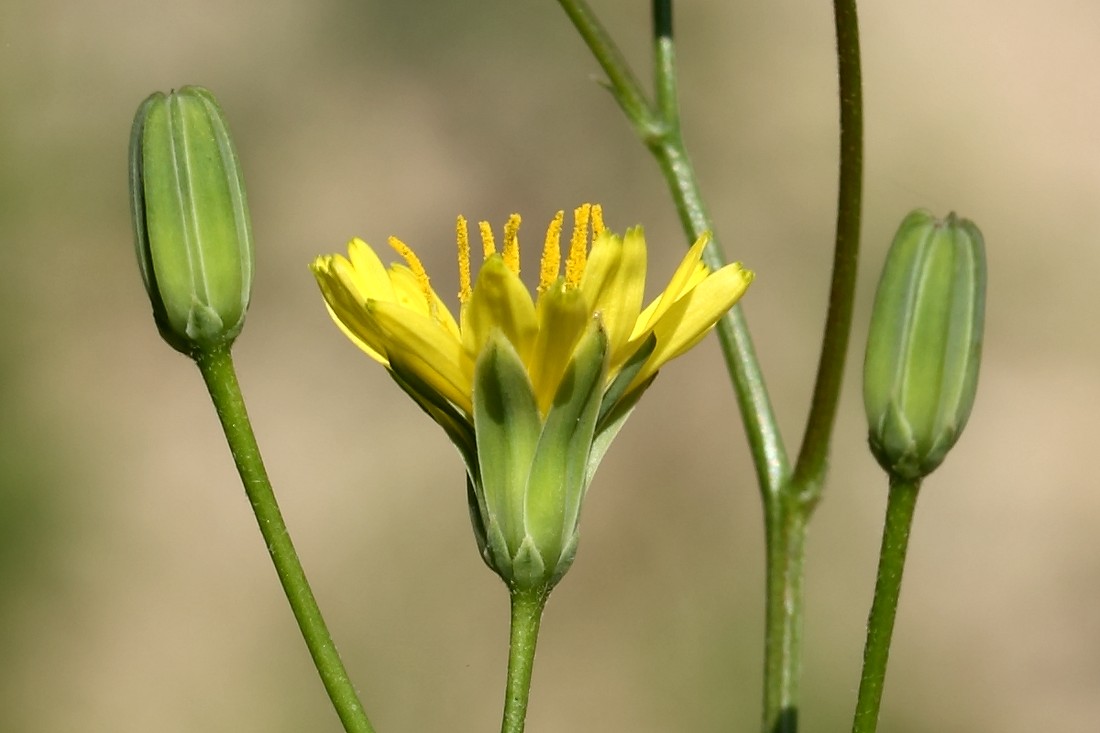 Image of Lapsana communis specimen.