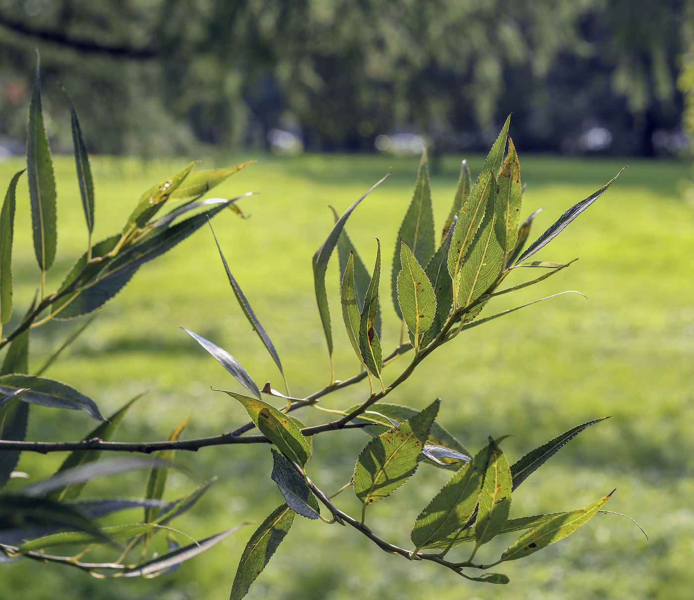 Image of Salix euxina specimen.