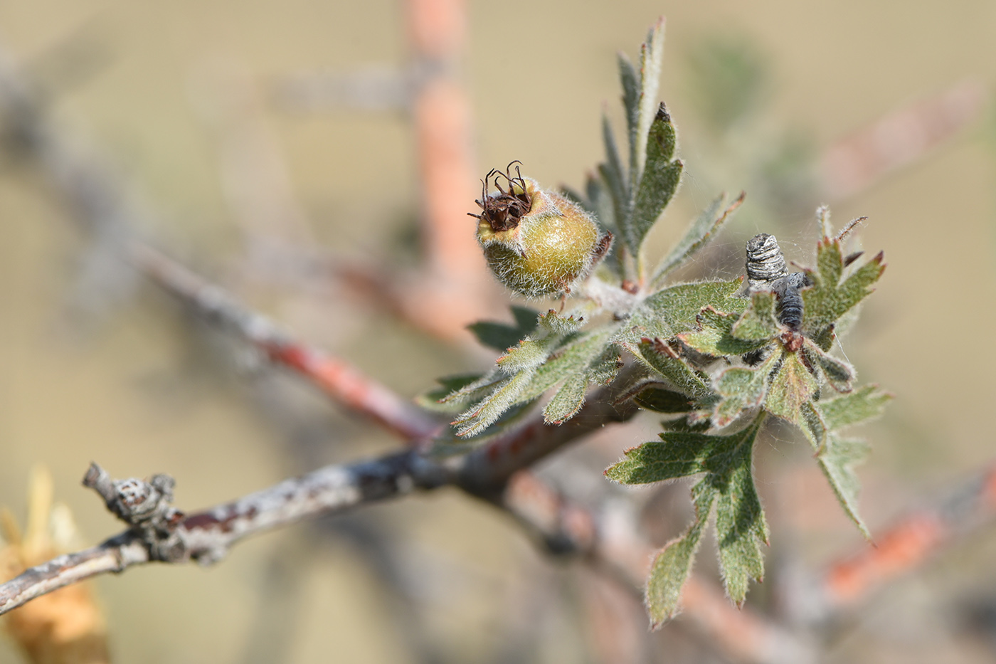 Image of Crataegus orientalis specimen.