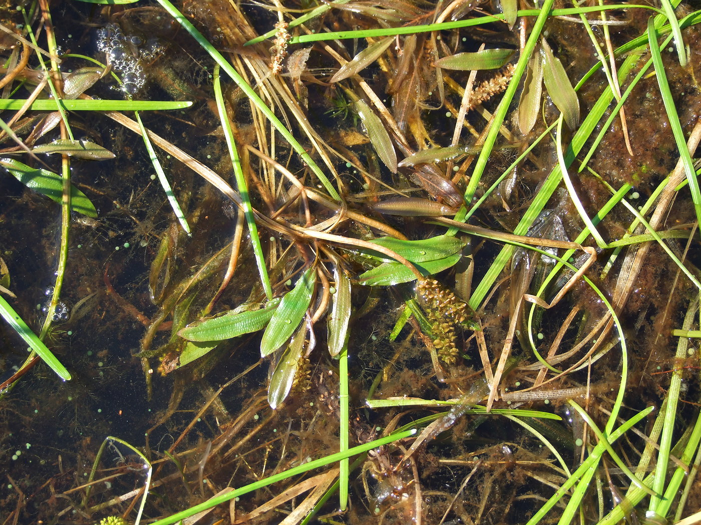 Image of Potamogeton alpinus specimen.