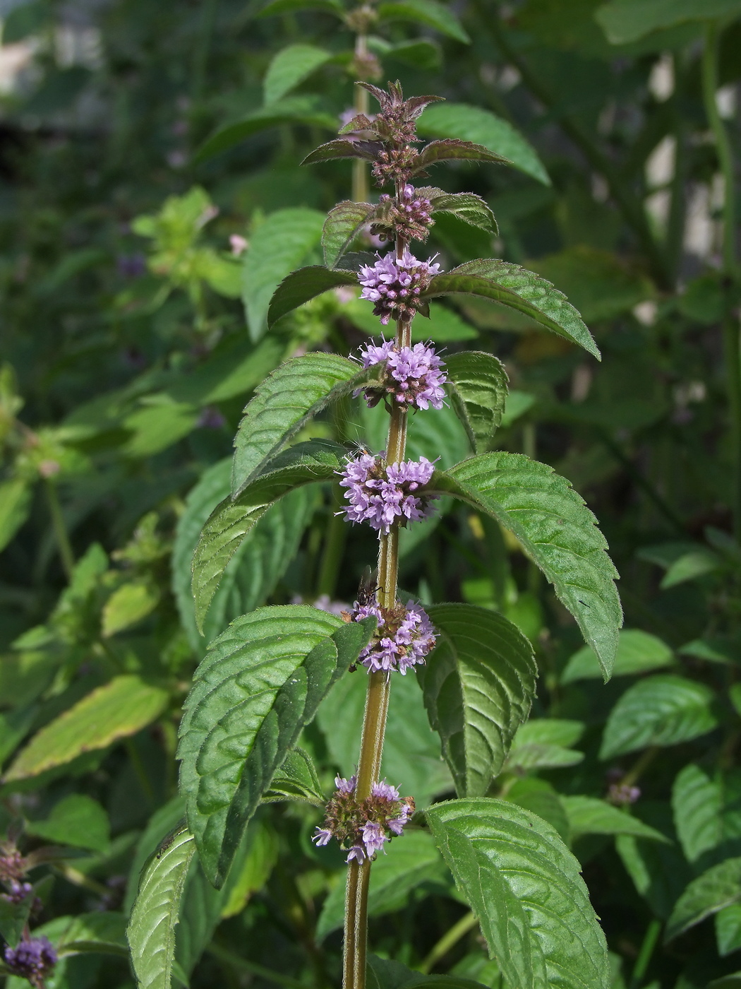 Изображение особи Mentha canadensis.