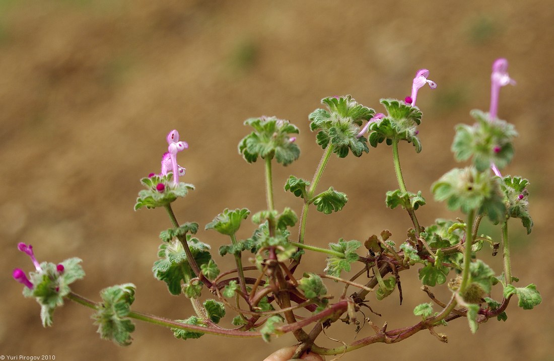 Image of Lamium amplexicaule specimen.