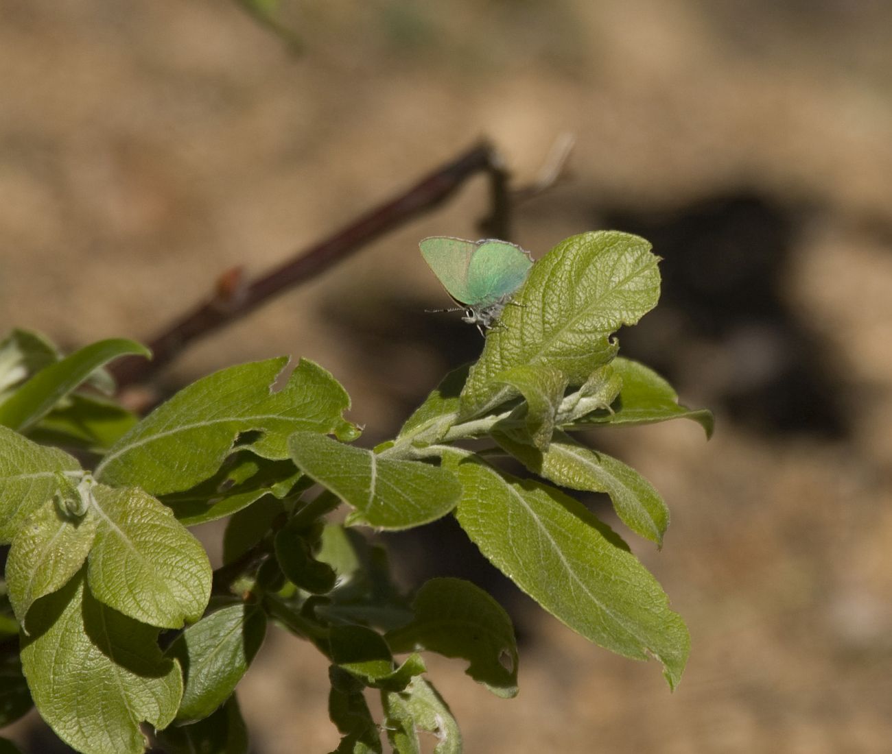 Изображение особи Salix cinerea.