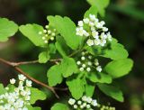 Spiraea turczaninowii. Ветвь с соцветиями. Приморский край, Октябрьский р-н, окр. с. Чернятино, долина р. Раздольная на левом берегу, скалисто-осыпной южный склон. 17.05.2022.