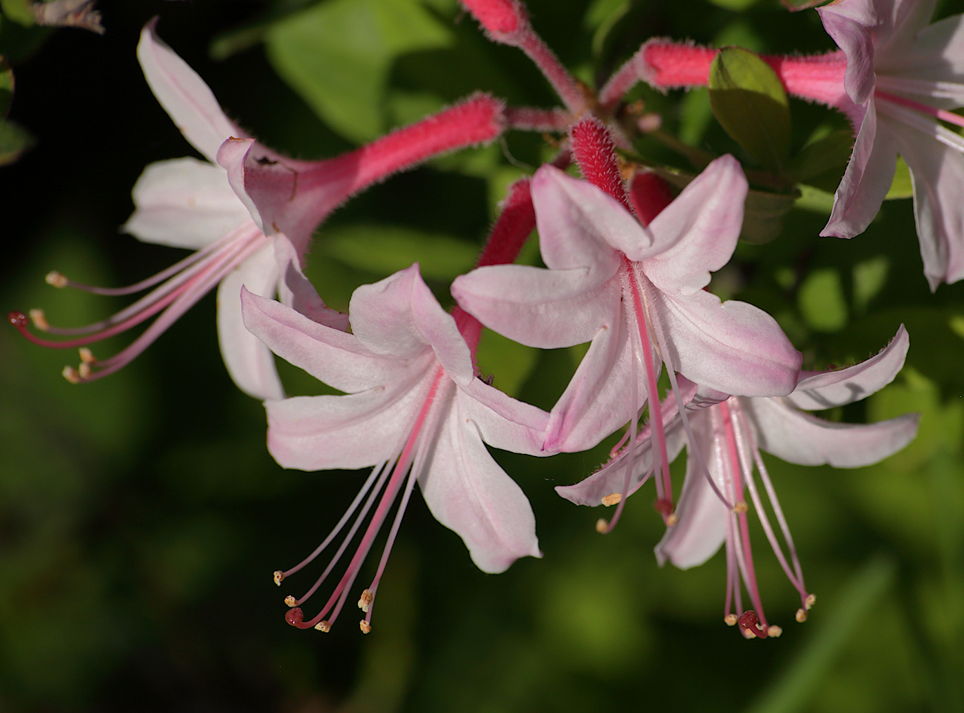 Изображение особи Rhododendron atlanticum.