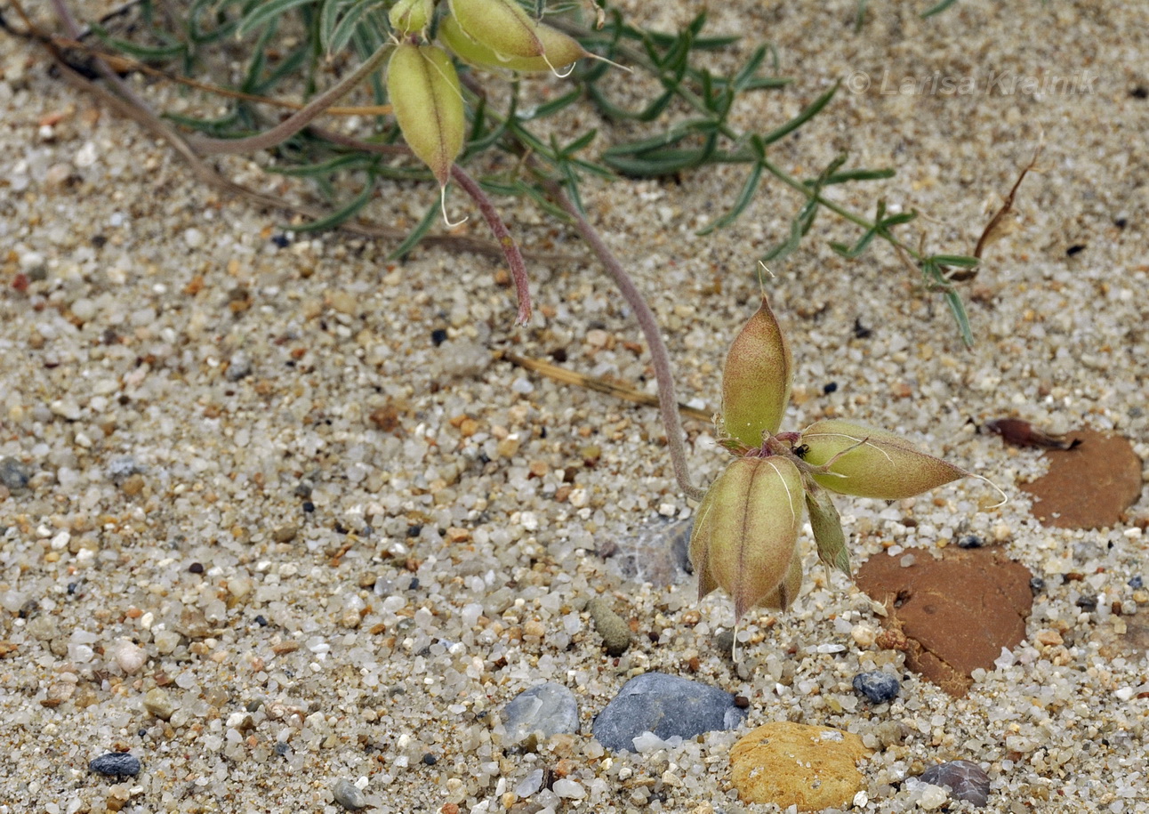 Изображение особи Oxytropis hailarensis.