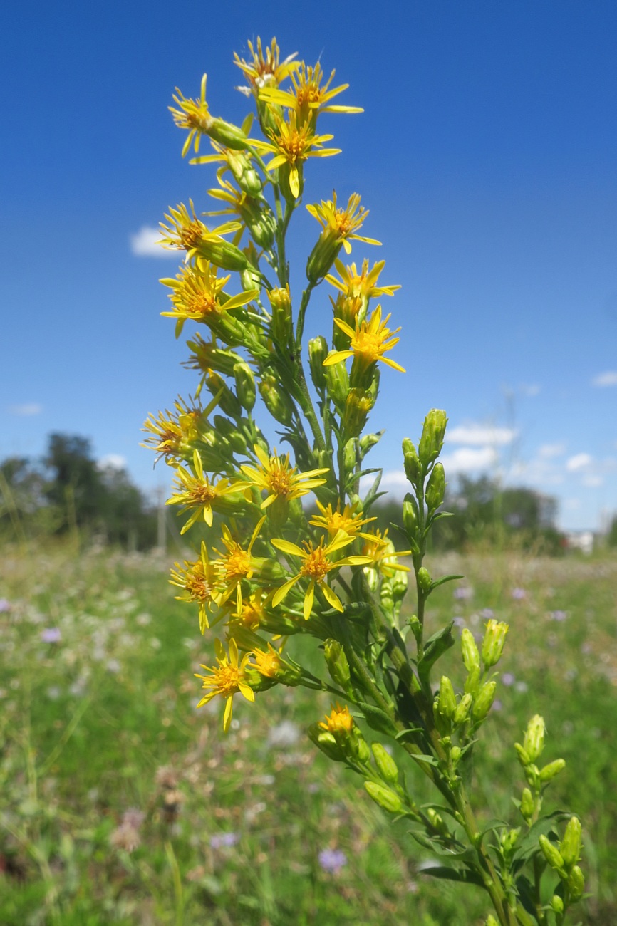 Изображение особи Solidago virgaurea.