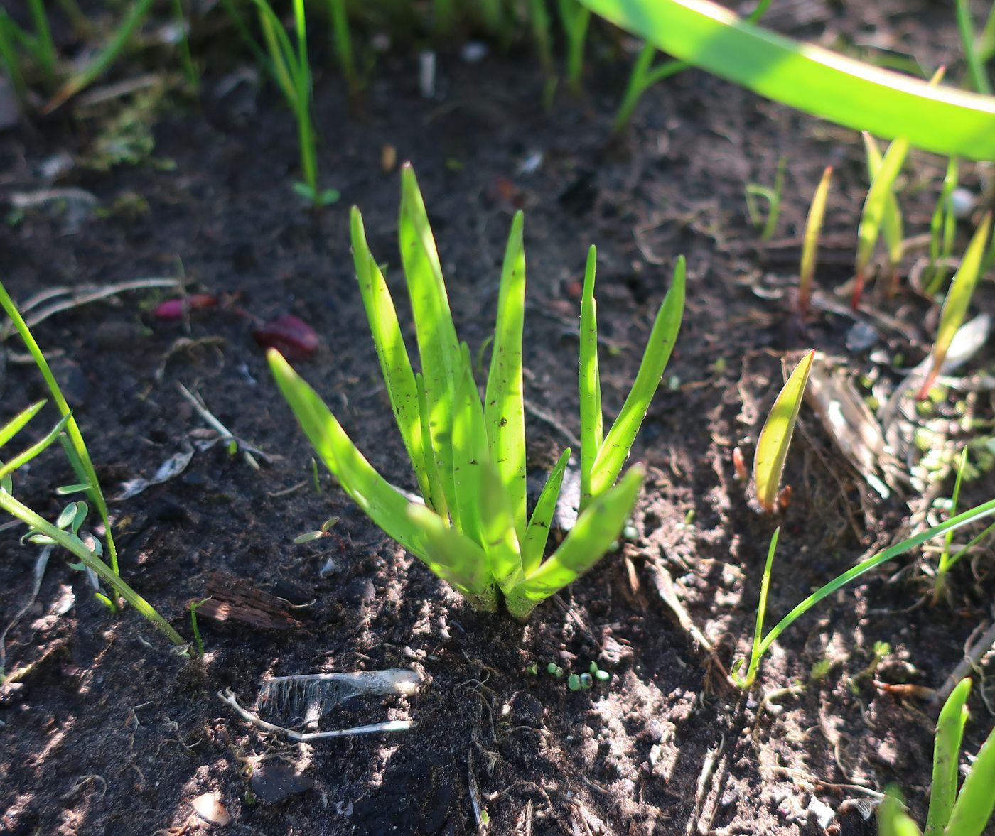 Image of Scilla litardierei specimen.