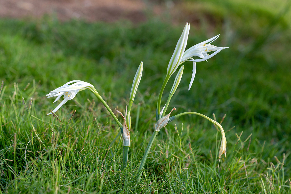 Изображение особи Pancratium maritimum.