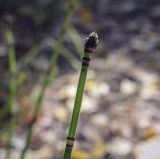 Equisetum hyemale. Верхушка побега со стробилом. Москва, Северо-Западный административный округ, р-н Строгино, Щукинский полуостров, опушка тополёво-берёзовой рощицы. 16.09.2022.