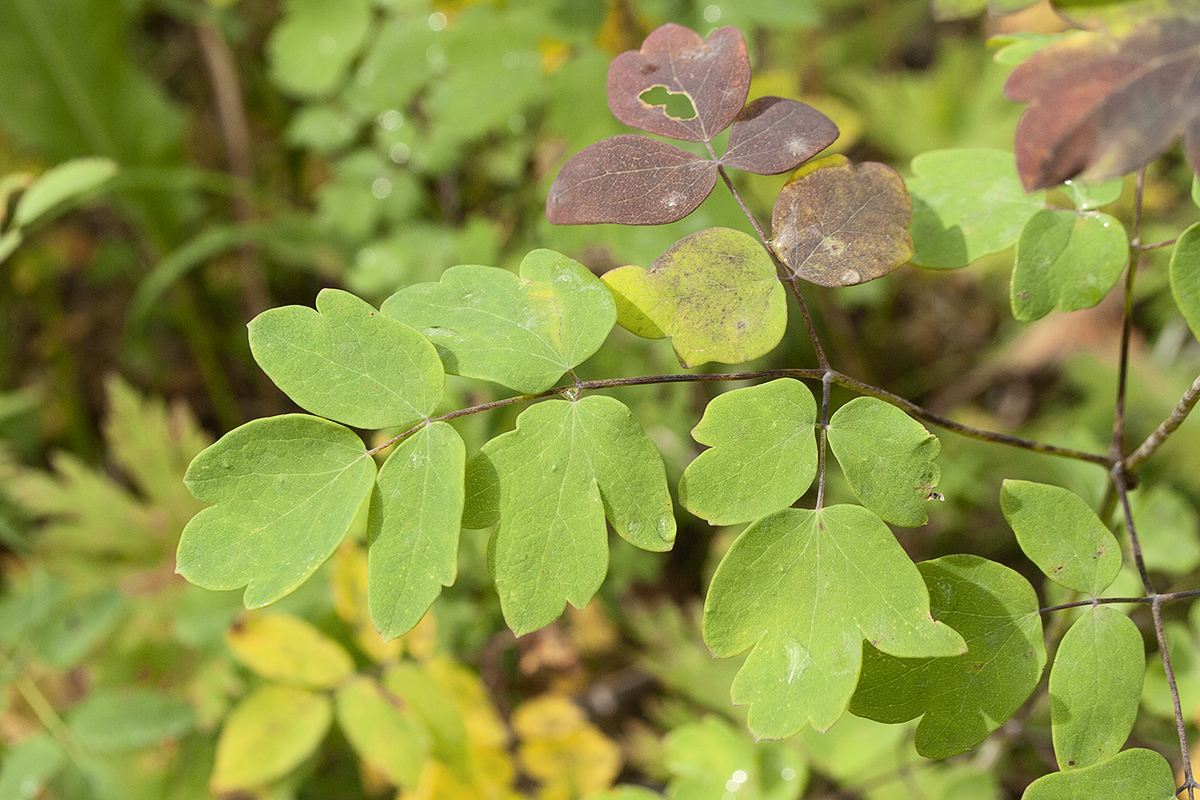 Изображение особи Thalictrum thunbergii.