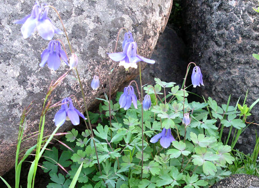 Изображение особи Aquilegia amurensis.