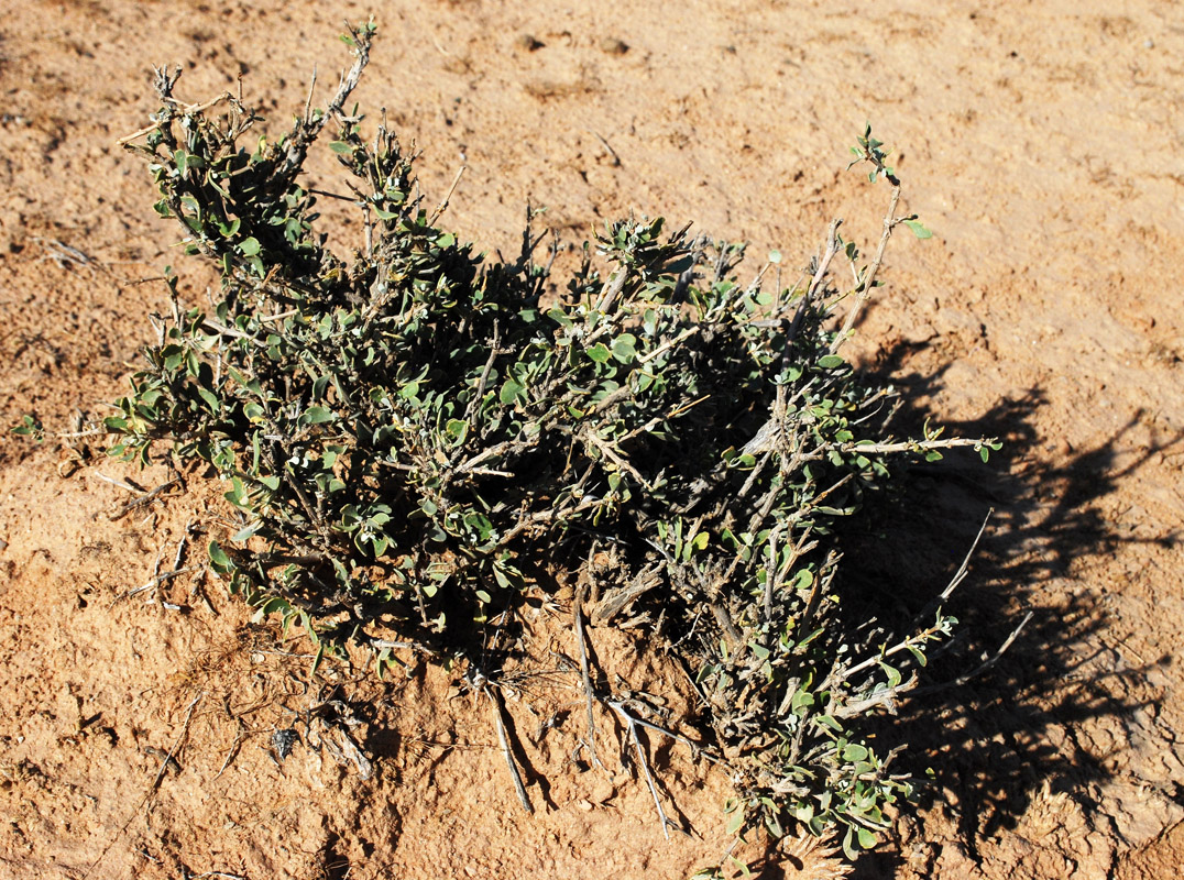 Image of Zygophyllum eurypterum specimen.