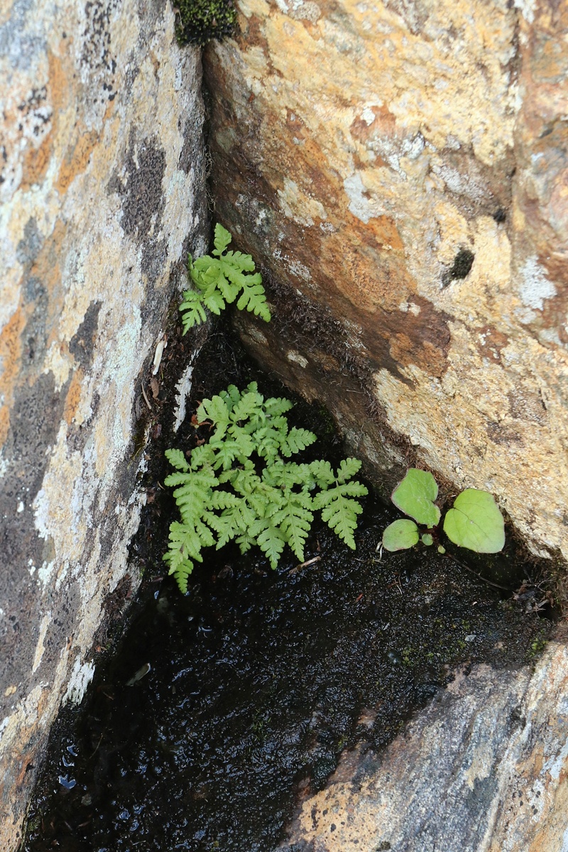 Изображение особи Phegopteris connectilis.