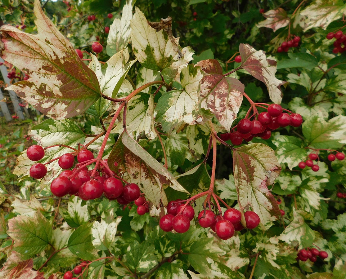 Изображение особи Viburnum opulus.