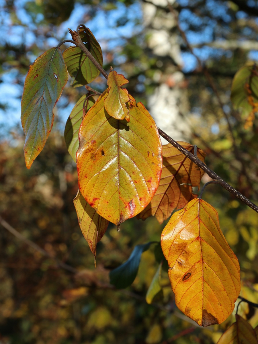 Изображение особи Frangula alnus.