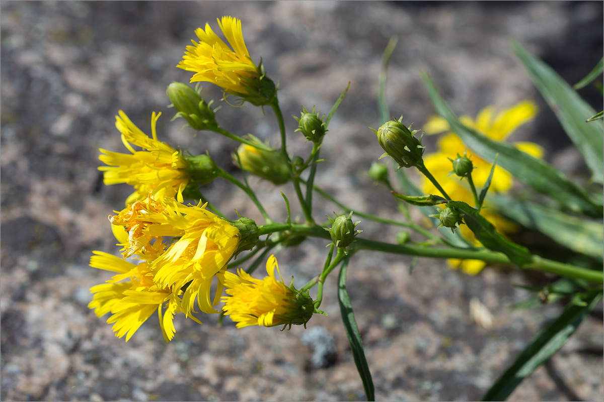 Изображение особи Hieracium umbellatum var. dunale.