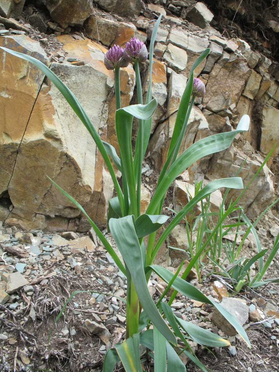 Image of Allium platyspathum specimen.